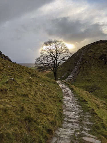 Shot of the sycamore tree on Hadrian's wall. The wall rises past it onto the hill behind. Through the leafless branches you can see a glowing patch of sun in the gray clouds.