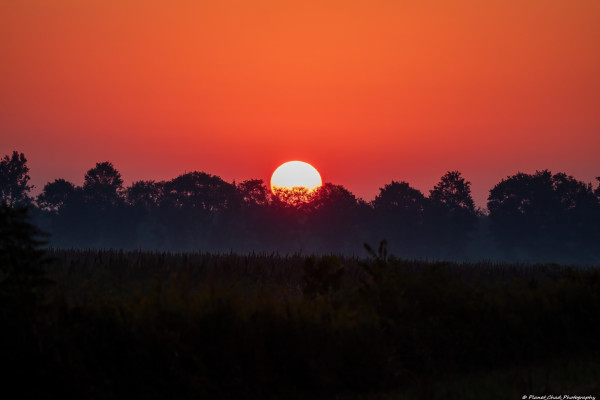 A bright orange sunrise rising above the tree line in the early morning.