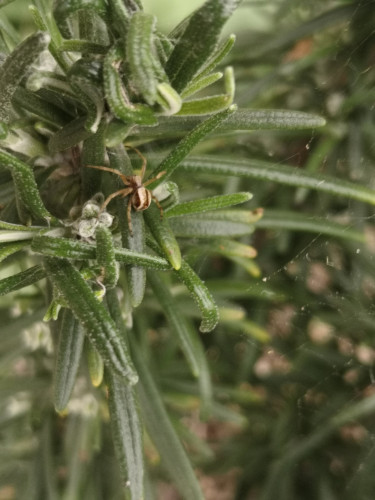 A small yellow brown spider on a stalk of rosemary. It's about a third the length of a rosemary leaf
