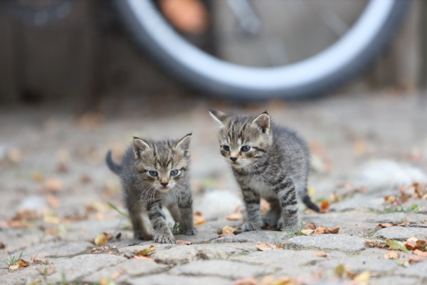 two kitten, one making a serious face and starts walking into the direction of the camera, the other still looks a bit undecided