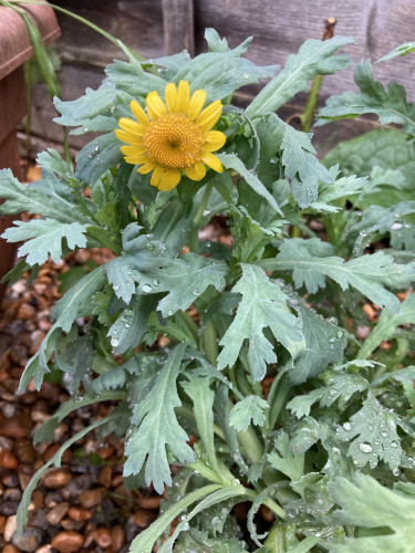 Outside, rainy day. Single yellow daisy shaped flower with large yellow centre backed by green grey lobed foliage, set in a gravel bed. 