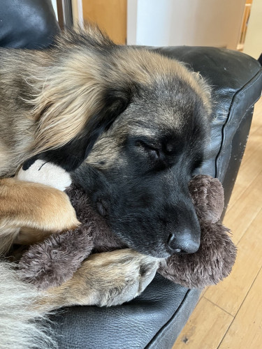 A close up view of a Leonberger’s face. Her face is black, the rest of her fur is various shades of brown. Between her paws and chin she is cuddling her teddy bear. 