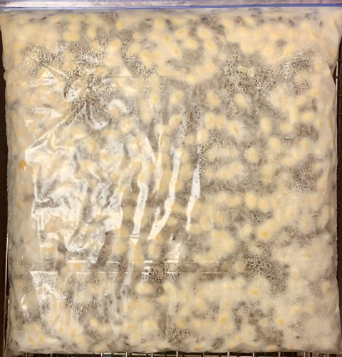 A plastic bag lying flat filled with a mix of soybeans and barley and almost covered with splotches of white fungus.