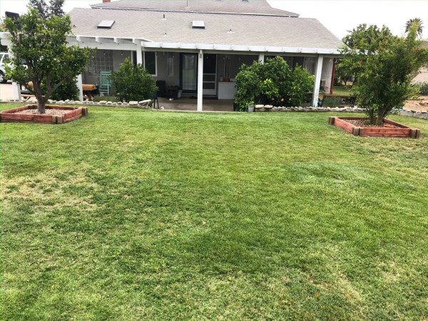 A picture of a mostly lush green lawn with an orange tree on the left &amp; a pomegranate tree on the right. A large house is in the background.