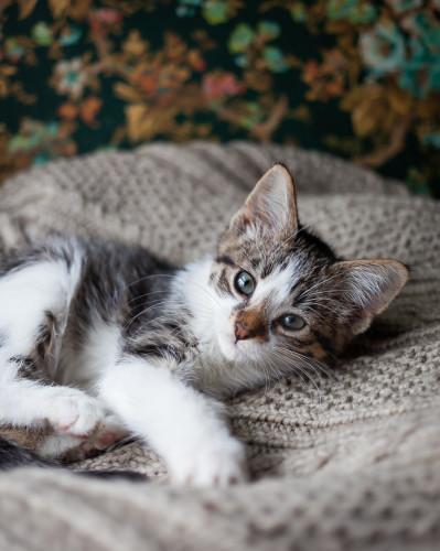 A shallow depth of field focuses on a white tabby kitten with dark green eyes making eye contact with the camera. She is laying on a cable knit afghan, with one paw languidly stretched into the foreground. The blanket ends in the background against a floral green wallpaper.