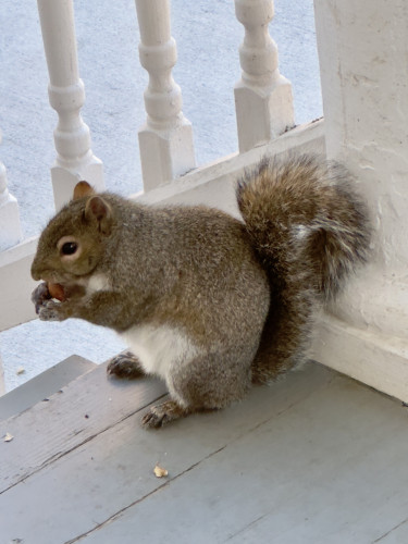 Squirrel eating a nut on my friend’s back porch. 