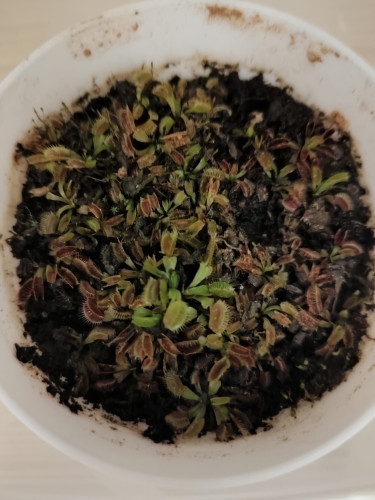 Dormant one year old Venus Flytraps in a white pot.