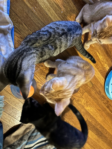 Several kittens around a Gatorade bottle, being Involved.