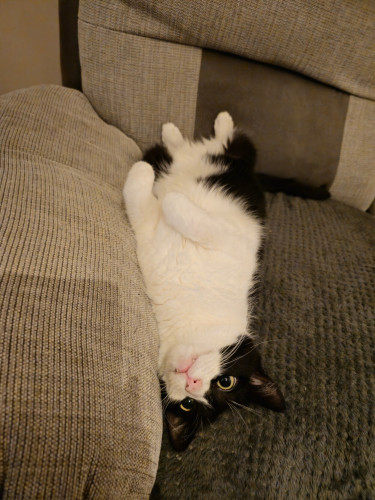A black and white cat, lying on her back on the sofa.