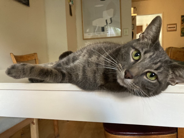 Cat lounging on table staring at camera