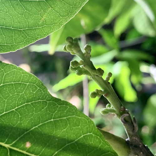 A stalk of small green flower buds emerging from a stem. Two leaves on the left frame the pic and are illuminated by light from behind the leaf. There are leaves of different plants out of focus in the background. 