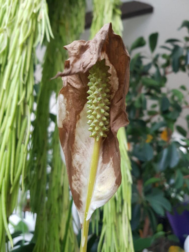 Photo of a green'sih spadix sourrounded by a withered spathe
