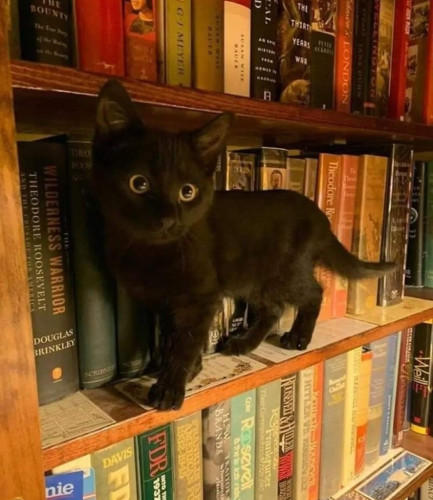 Small black kitten perched on a bookshelf starting into the camera with big questioning eyes. #alttext4u