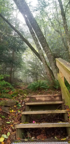 Stairs on hiking trail, leading into misty, coastal temperate rainorest.