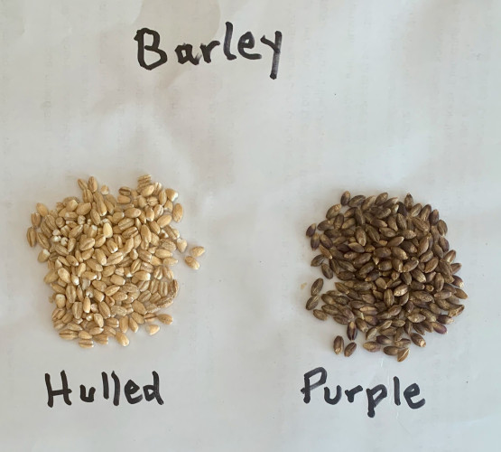 Two small piles of grain on a piece of paper titled "Barley." In one, labeled "Hulled," the grains are light tan ; in the other, labeled "Purple," the grains are dark purple.