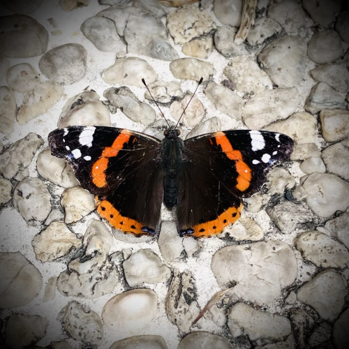 A black, brown and orange butterfly seen from above. Its wings are wide opened. It lies a white and grey concrete ground.