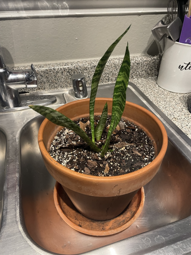 A potted monsters plant, also called snake plant, sitting in a sink. The soil looks wet as the plant was just watered. 