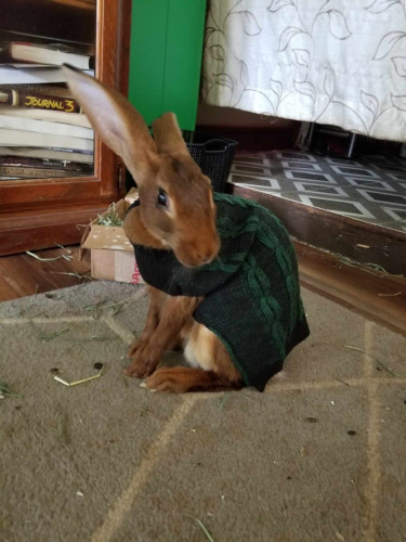 Mozart the Belgian Hare in a blue and green sweater.