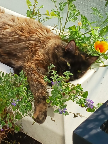 My cat Merry, reclining in a sunlit trough of catmint, lovely green leaves with blue flowers. Cats seem to find bliss from the scent of this plant.
