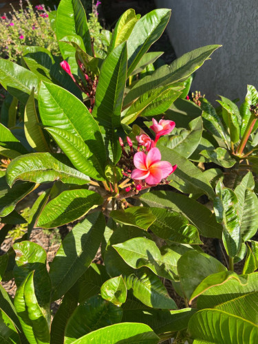 Plumeria with pink blooms