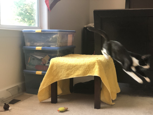 A tuxedo cat leaps from a stool covered with a towel.  The towel is draped over the stool to create a “fort”.  Next to the stool are a stack of three storage containers which provide a platform for cats to sit in the window.  There are two cat toys on the floor. 