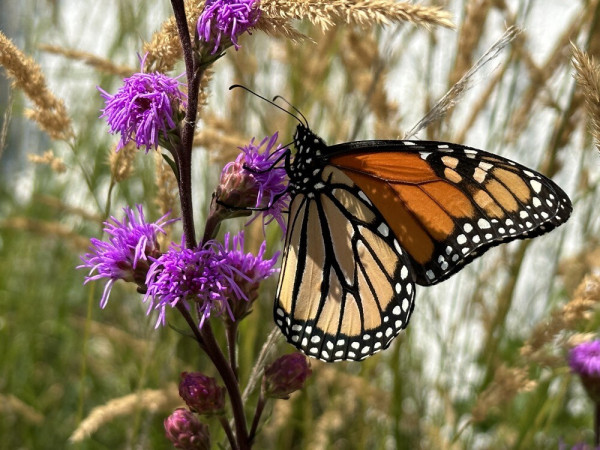 A Monarch butterfly resting on a purple Rough Blazing Star. 