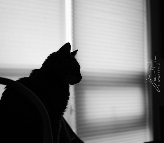Black and White photo of Fromage
Silhouette of a cat with the sunlit blinds behind her. 