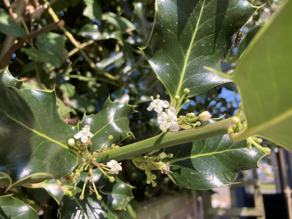 Outside, daytime. Close up of a holly branch with small white flowers near the stem.