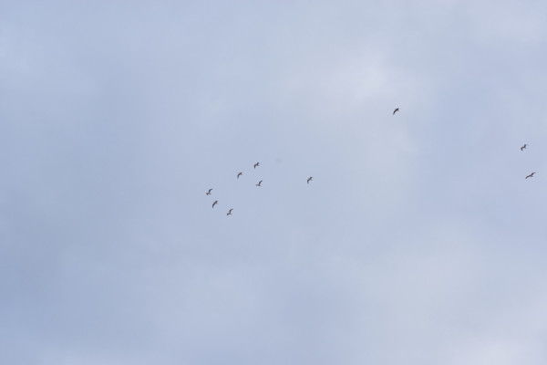 Photograph of blue sky with very far in the disance gulls flying