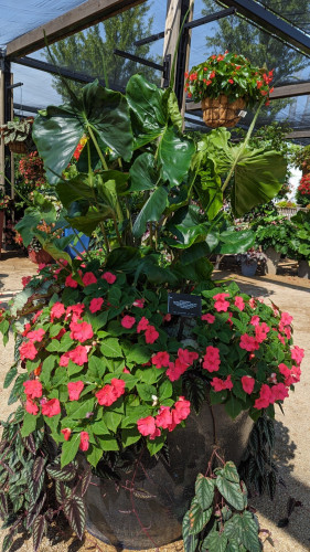 A very large, gray ceramic urn with an elephant ear plant with leaves shaped liked stingrays on top, bright pink impatiens in the center and begonia leaves trailing down to the ground.

Alocasia Stingray
Rex Begonia Jurassic Jr. Arctic Twist
Begonia Boliviensis Rivulet® Orange
Impatiens BeaconⓇ Lipstick
Cissus discolor