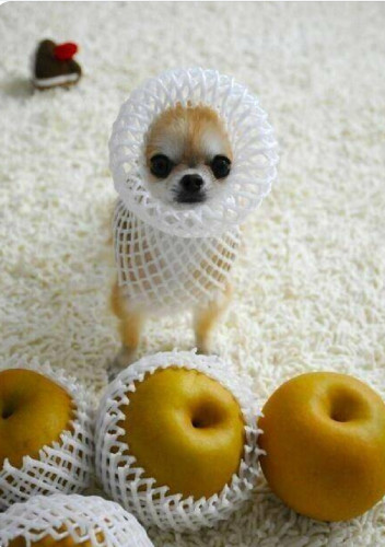 A tiny chihuahua wearing a plastic white net is pictured next to four yellow apples wrapped in the same nets.
