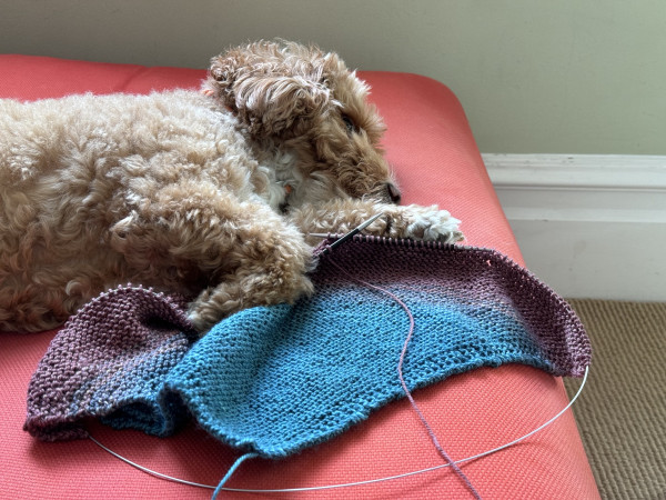 Fluffy dog laying with knitting needles and a worm in progress diagonal blanket. Start is blue that changes in gradient to pink