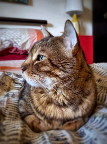 Profile shot of beautiful bengal cat Neko on the bed in a loaf position looking out the window showing off his whiskers 