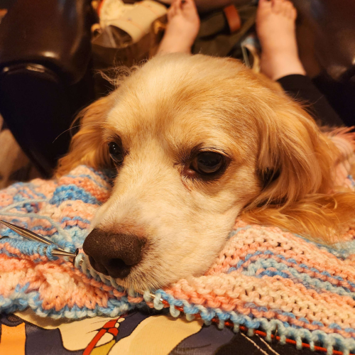 An older cocker spaniel is resting his head on top of my knitting. I am half way through a row, he is clearly interrupting, but looks cute. The blanket is in the pink, blue and white colors of the trans pride flag.