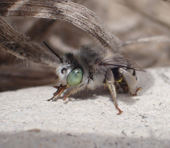 A grey silvery furry bee with large green eyes and lots of whitish hairs, resting on a pale rock, with some dry twigs hanging over it.