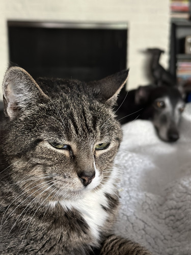 Henri is in the foreground, a tabby with almond shaped eyes, barely awake, with a look that’s somehow restful and menacing. Tiana is a black greyhound with a salt and pepper muzzle, out of focus behind him, looking off in the distance with her head resting against a blanket.