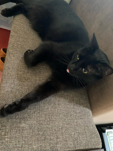 Black cat lounging and doing him a blep