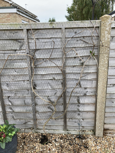 Outside, overcast day. Newly planted mature clematis against a wooden panel fence with chicken wire on it. 
