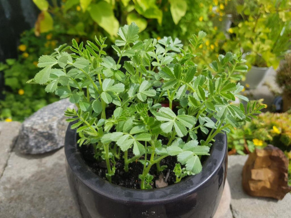 Young chickpea plants, roughly 10 cm tall, in a black ceramic pot. Blurry plants are seen in the background.