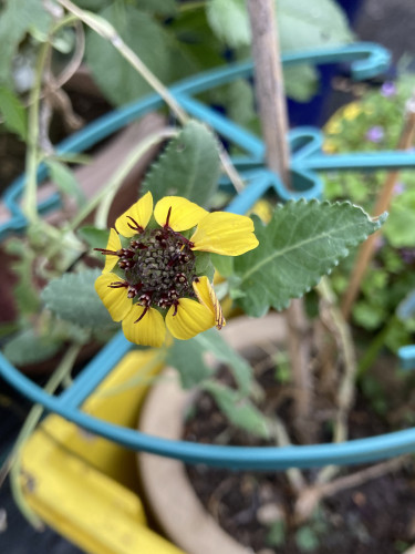 Outside, daytime. Close up of chocolate daisy in pot. This is a yellow daisy with deep red stamen sticking up at the base of each petal. One petal is curled, showing the red veining on the back.