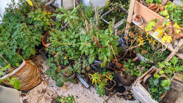 A corner of a balcony, full of pots and bags and containers with various foresty and wild plants, all close together.  The micropond is partly visible in the top center.
