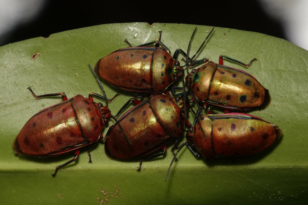Five bugs gathered on a leaf. They have shiny brown bodies with a series of dark spots on the back along the edges.