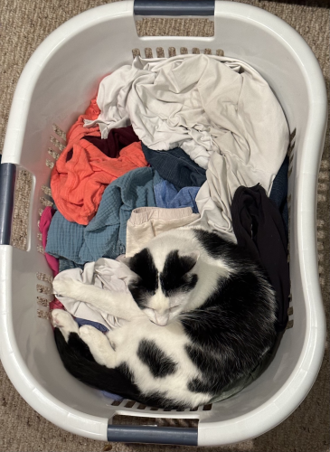 A black and white cat curled up in a laundry basket full of clean clothes